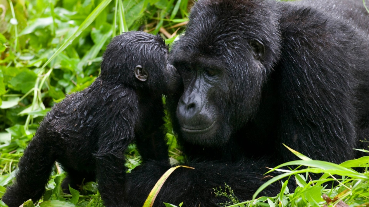 Gorilla Habituation Adventure in Bwindi: The fascinating process of educating gorillas to become accustomed to humans while they perform