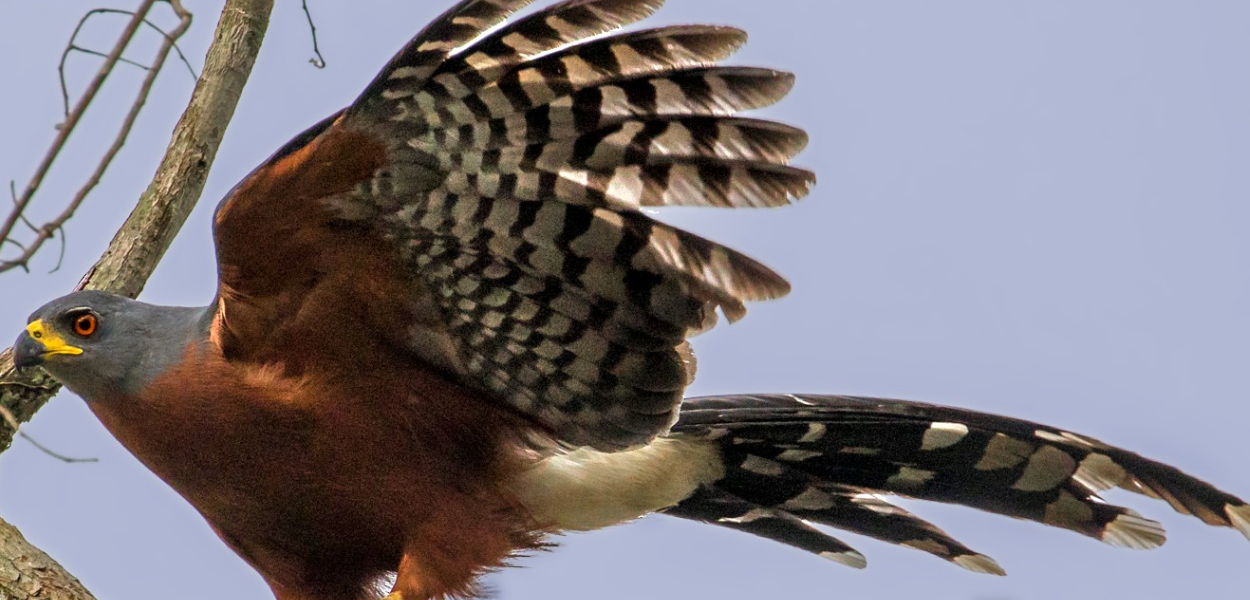 Exploring Congo –Guinea Biome Bird Species in Semuliki: In Uganda's Western Region, Semuliki Valley National Park is situated at a biogeogra