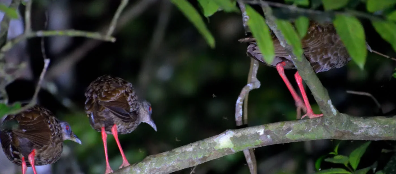 Exploring Congo Guinea Biome Bird Species in Semuliki: In Uganda's Western Region, Semuliki Valley National Park is situated at a biogeograp