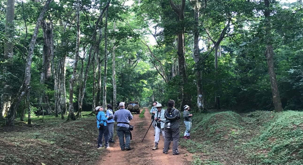 Birding in Protected Areas versus Community Reserves in Uganda: Imagine stepping onto a quiet morning trail in Uganda, the air cool and