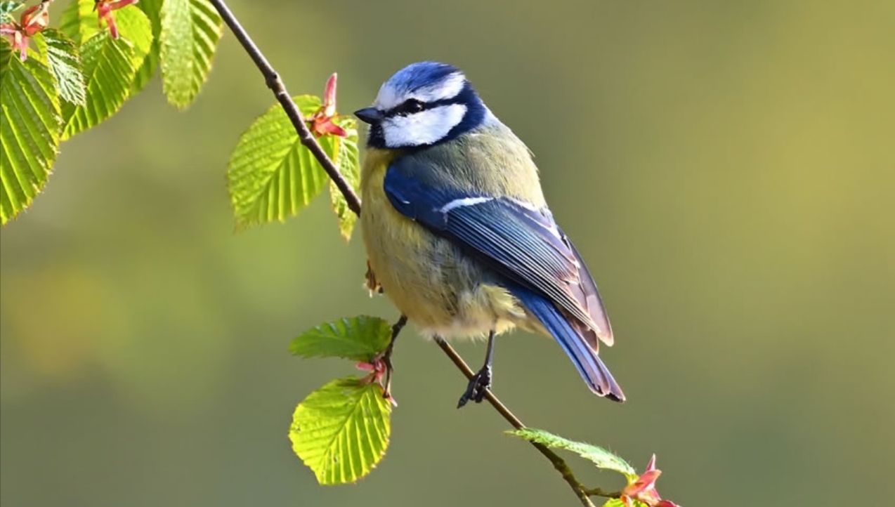 Top Birding Spots in Rwanda: Birding is one of the top adventure activities that attracts a wide range of visitors, especially nature