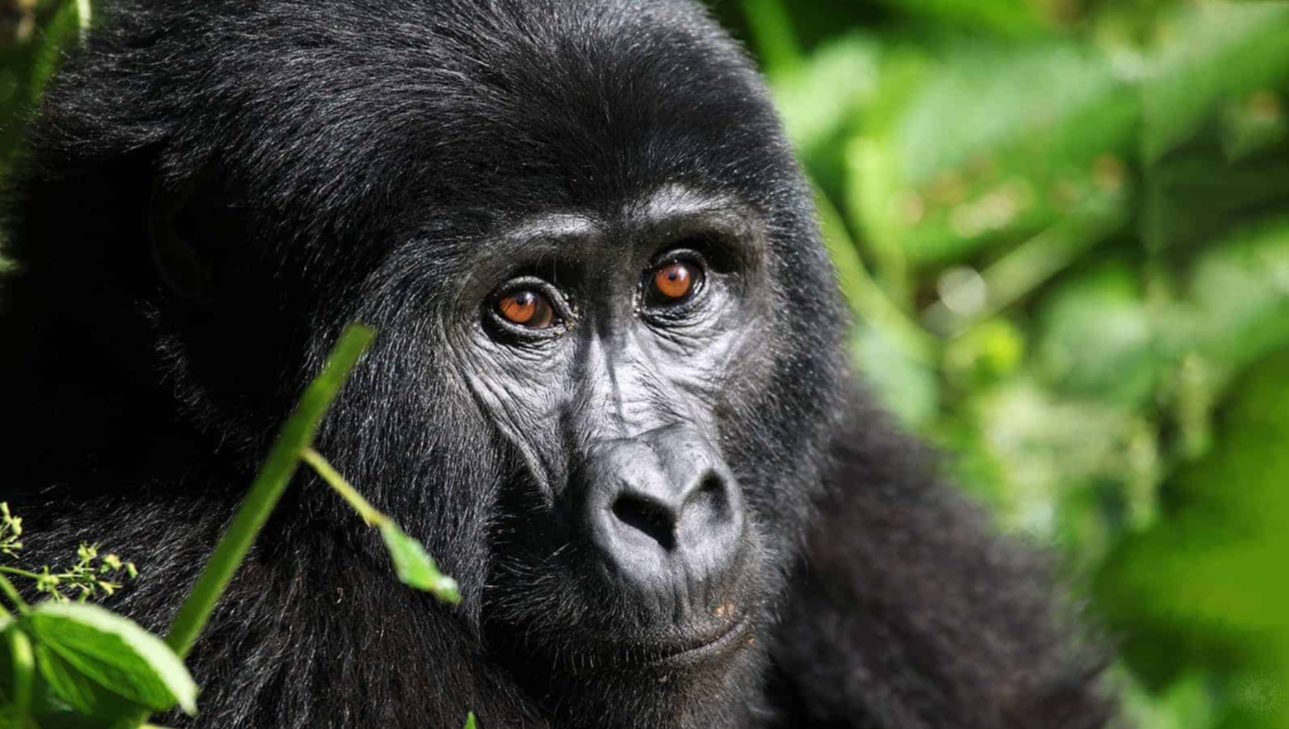 3-Day Gorilla Tracking Safari Uganda from Kigali: This epic journey will take you to one of Uganda’s well-endowed national parks of Bwindi