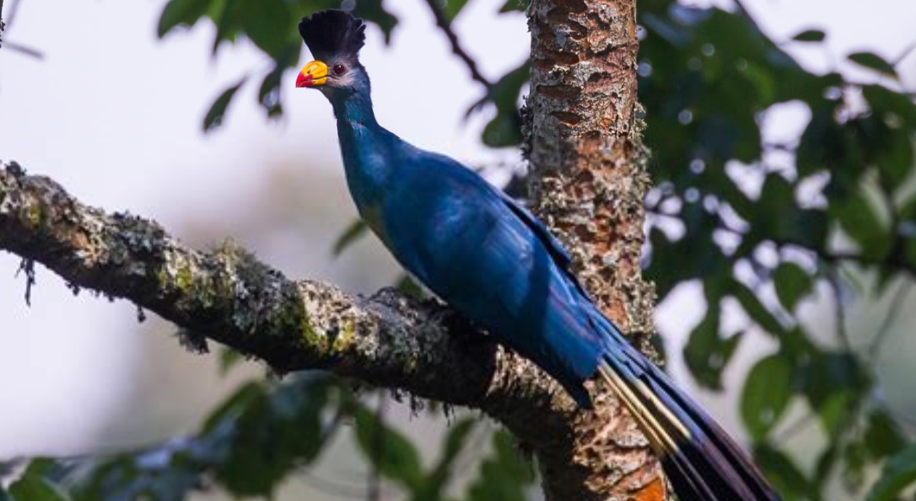 Locations of Birding Photography in Uganda: Featuring more than 1,000 birds, Uganda is one of the few African countries that makes