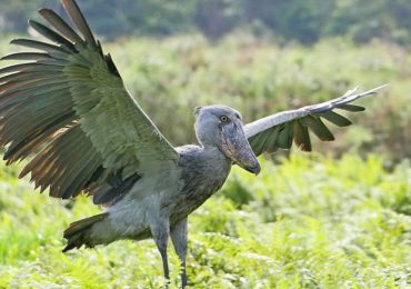 Uganda's Birding Paradise: With a checklist of over 1080 bird species, Uganda is surprisingly a good place to go birdwatching