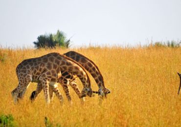 8-Day Uganda Safari for Wildlife and Primate Encounter immerses you in the country’s breathtaking landscapes and remarkable wildlife