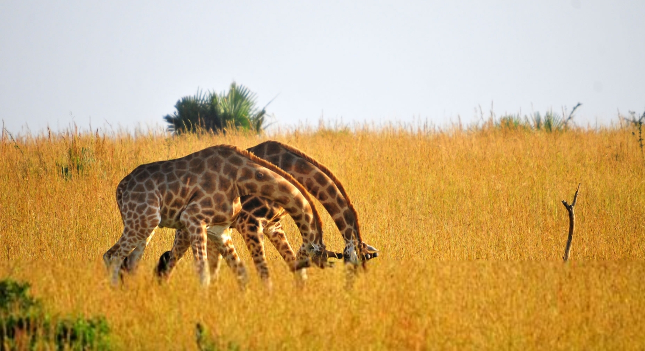8-Day Uganda Safari for Wildlife and Primate Encounter immerses you in the country’s breathtaking landscapes and remarkable wildlife