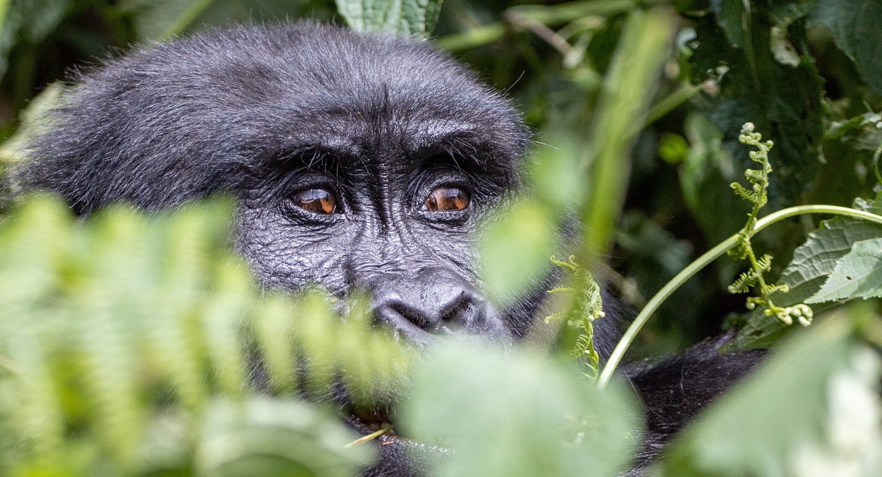 The 7-Day Uganda Wildlife, Primate, and Cultural Safari offers travelers the chance to participate in several adventure activities