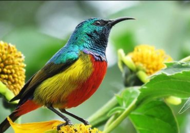 Birding and Gorillas in Uganda: A Seamless Safari of Birds, Primates, and Peaks. Uganda is a country that invites you to slow down, listen