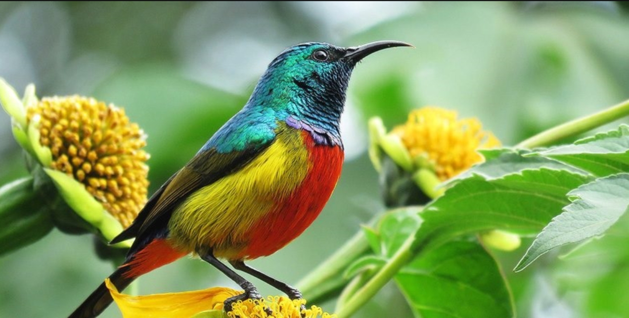 15-Day Classic Rwanda and Uganda birding safari starts in Rwanda and ends in Uganda, featuring over 1,050 bird species