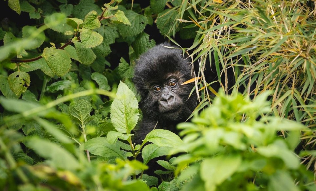 3 Day Bwindi Gorilla Trekking and Lake Bunyonyi