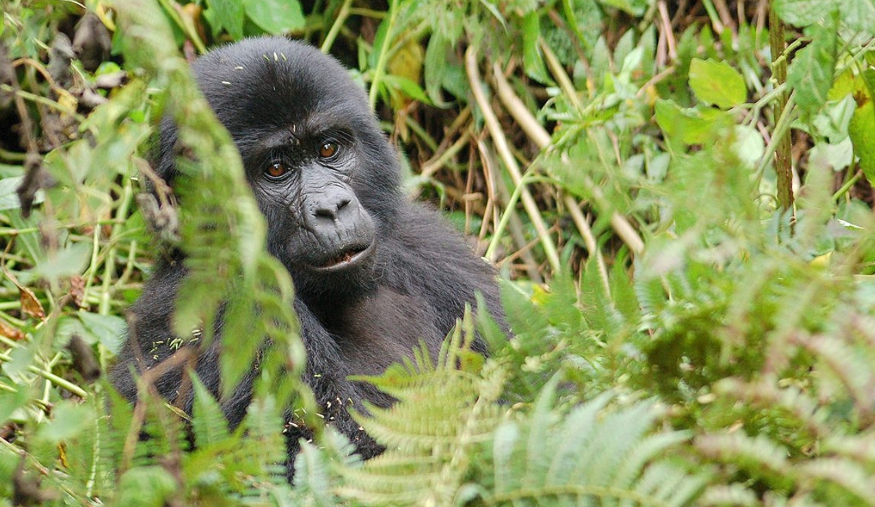 Mgahinga Gorilla Trekking and Hiking Experience