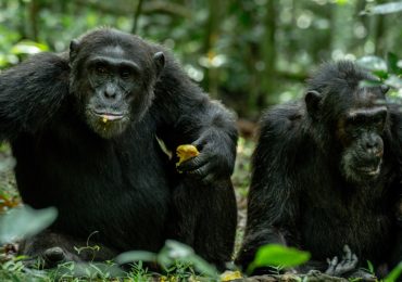 Morning vs Evening Chimpanzee Trekking in Kibale Forest: This pristine wilderness is a remarkable primate destination that draws visitors
