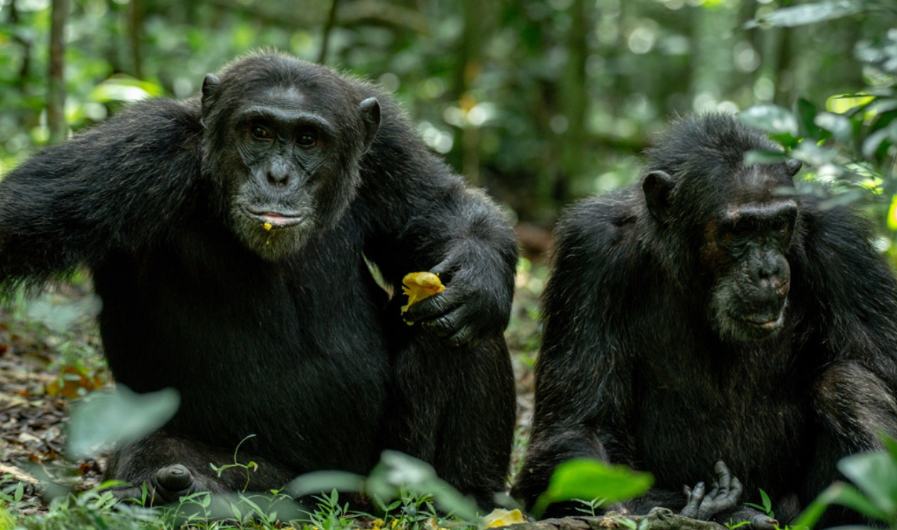Morning vs Evening Chimpanzee Trekking in Kibale Forest: This pristine wilderness is a remarkable primate destination that draws visitors
