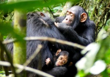 Chimpanzee Trekking in Kibale from Canada: Kibale Forest National Park is known for its large chimpanzee population, making it a top