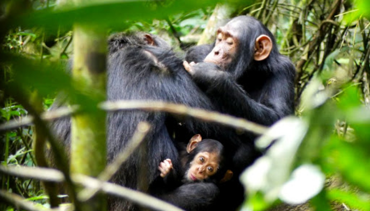 Chimpanzee Trekking in Kibale from Canada: Kibale Forest National Park is known for its large chimpanzee population, making it a top