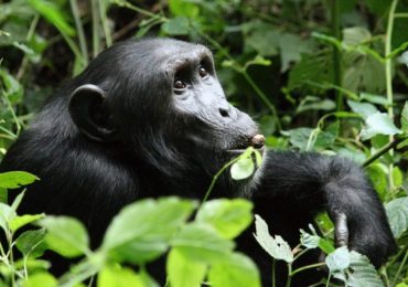 How many people can do chimpanzee habituation in Kibale daily? Kibale Forest National Park is a leading destination for primates