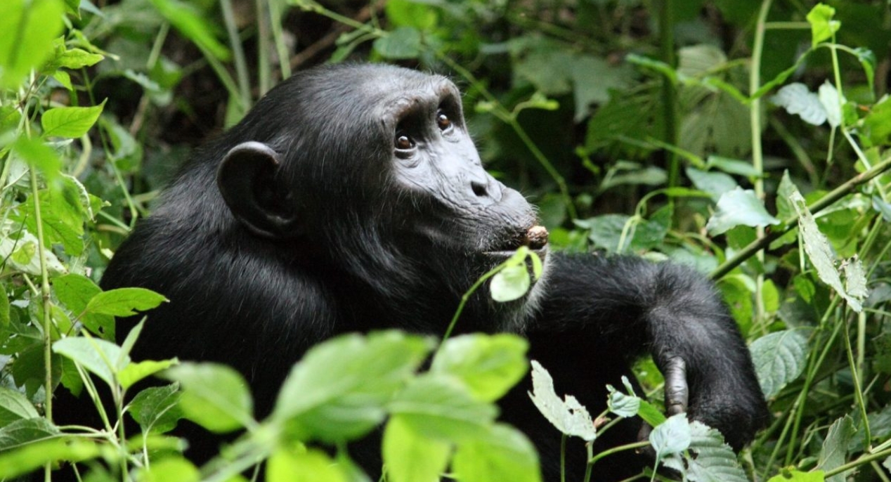 How many people can do chimpanzee habituation in Kibale daily? Kibale Forest National Park is a leading destination for primates
