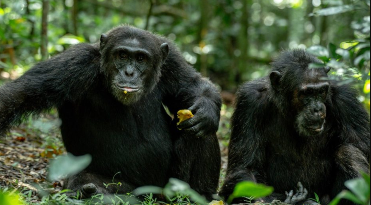 How Many Trekkers Visit a Chimpanzee Family in Kibale?  Several travelers are curious about the recommended number of people for tracking