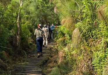 Kibale Forest Walking Experience: The park is known for its primate safaris, especially for seeing endangered chimpanzees