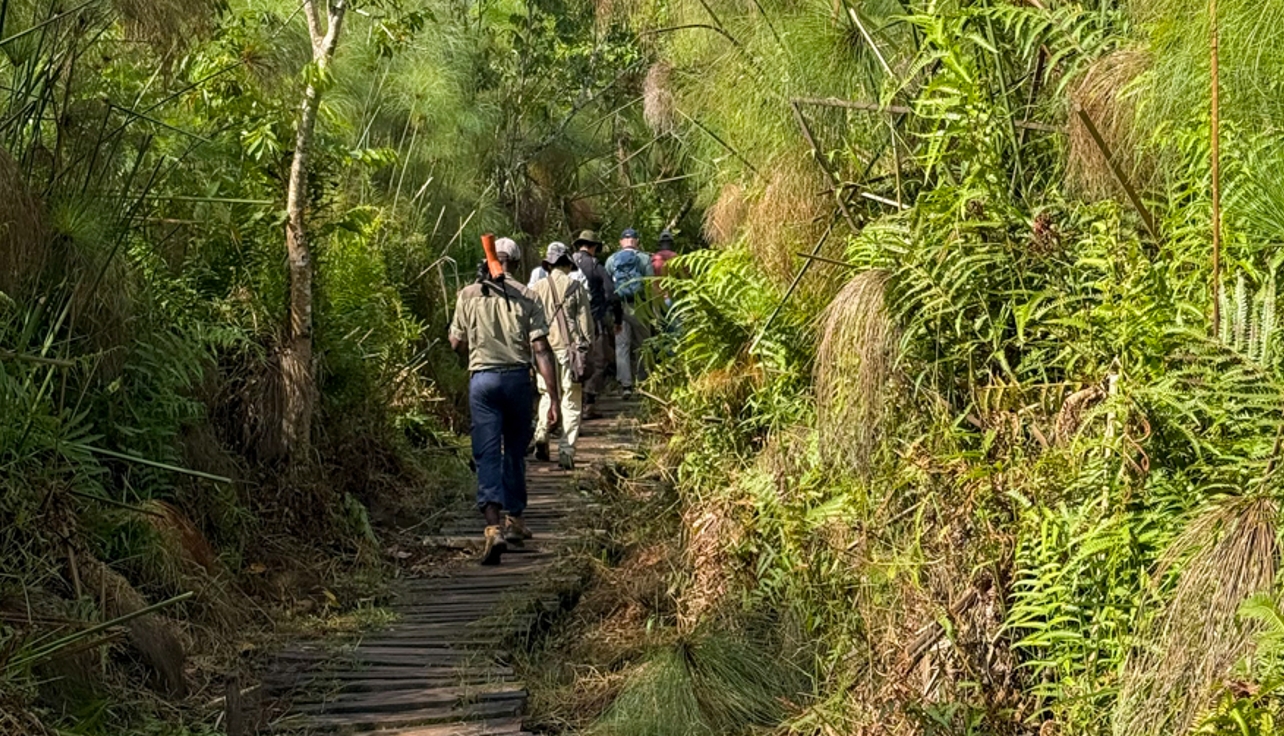 Kibale Forest Walking Experience: The park is known for its primate safaris, especially for seeing endangered chimpanzees