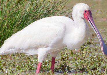 The Gorgeous African Spoonbill: Many birdwatchers and nature lovers find this unique African Spoonbill interesting because of its spoon