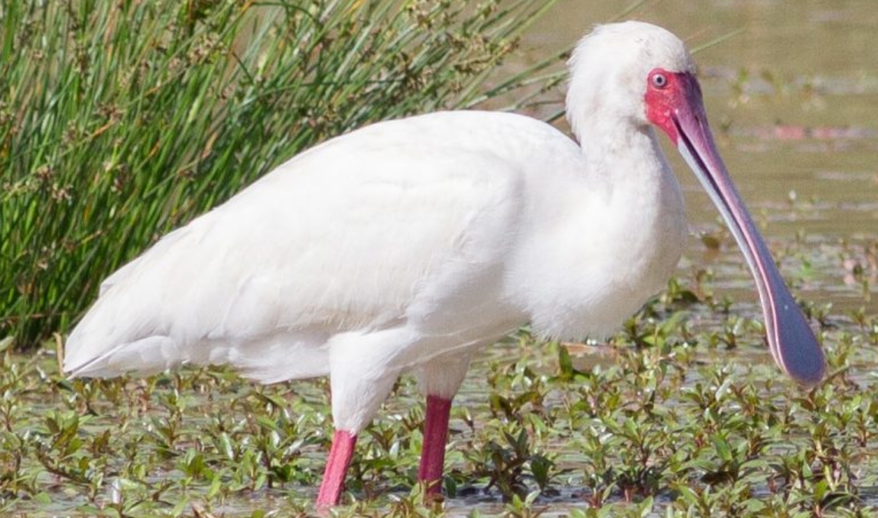 The Gorgeous African Spoonbill: Many birdwatchers and nature lovers find this unique African Spoonbill interesting because of its spoon