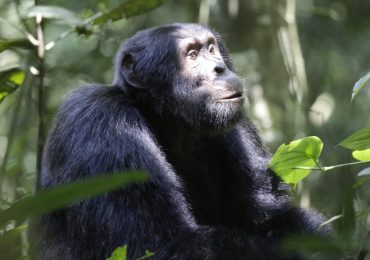 How Many People can do Chimpanzee Habituation in Kibale Forest National Park? The park is located in southwestern Uganda, and it is famous