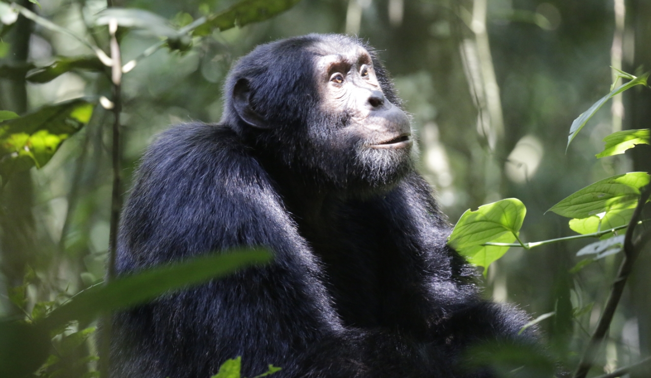 How Many People can do Chimpanzee Habituation in Kibale Forest National Park? The park is located in southwestern Uganda, and it is famous