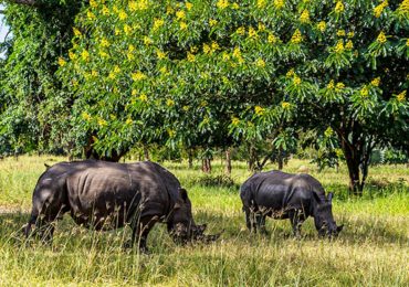 The Restoration of White Rhinos in Kidepo Valley National Park: Uganda's days of having one of the Big Five in the unspoiled wilderness