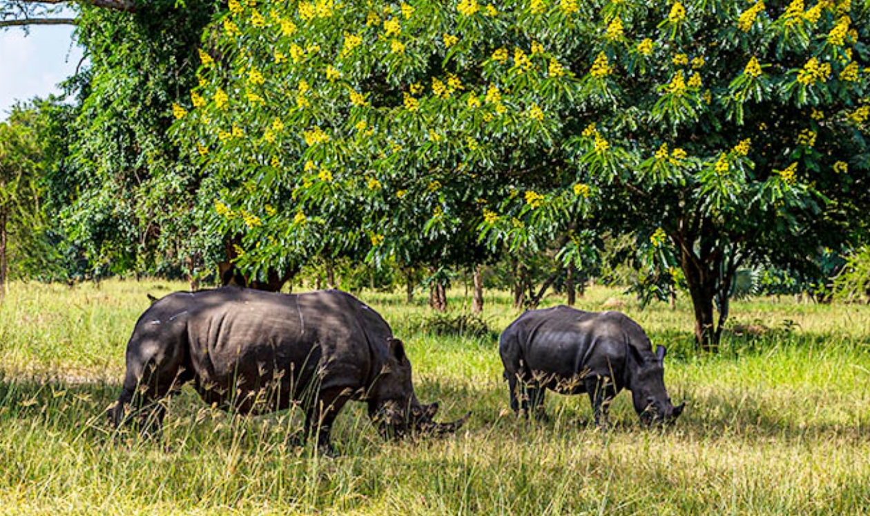 The Restoration of White Rhinos in Kidepo Valley National Park: Uganda's days of having one of the Big Five in the unspoiled wilderness